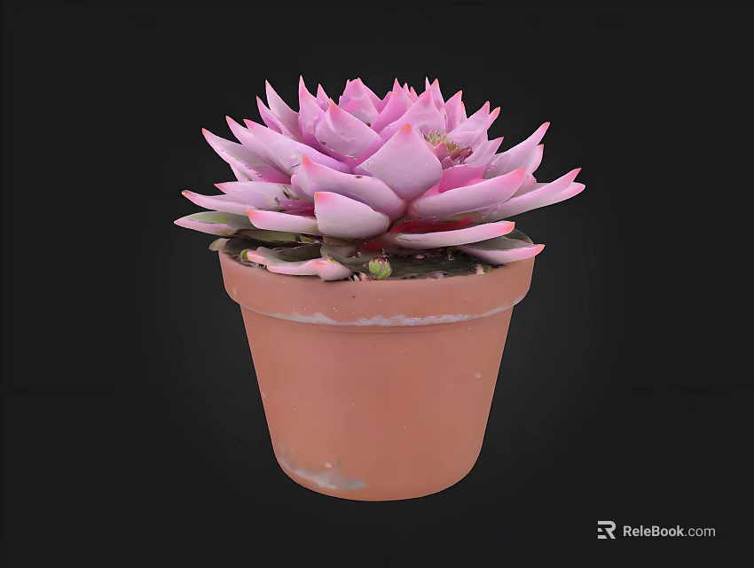 Vibrant Pink Succulent Plant in Brown Terracotta Pot with Black Background 3d model 