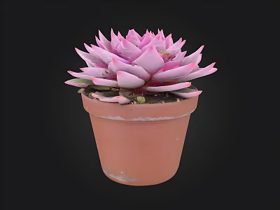 Vibrant Pink Succulent Plant in Brown Terracotta Pot with Black Background 3d model
