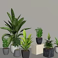 Various Indoor Potted Plants With Decorative Pots And Different Leaf Shapes For Home Decor