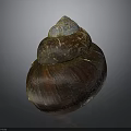 Conch Shell With Brown Exterior And Iridescent Blue White Top Natural Texture