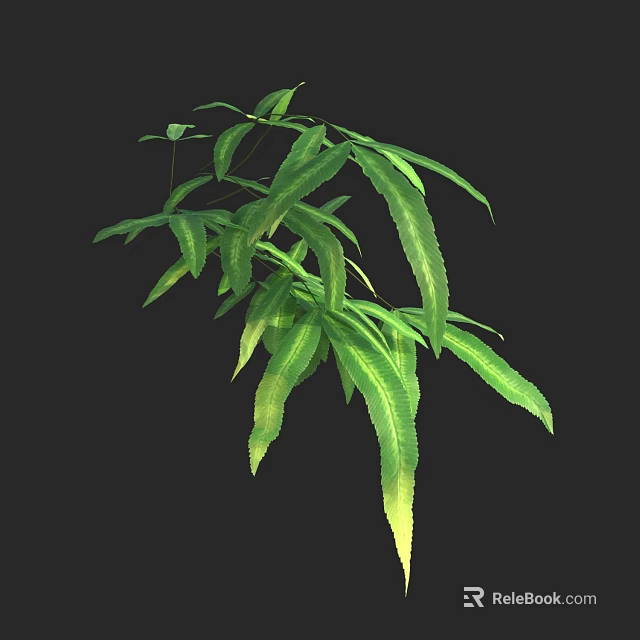 Fern Leaves With Long Slender Green Blades And Serrated Edges On Black Background 3d model 
