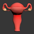 Anatomical Model Of Pink Human Uterus With Fallopian Tubes And Ovaries