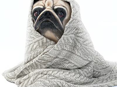 Adorable Pug Dog Wrapped in Soft Knitted Blanket Looking Cozy on White Background 3d model