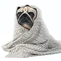 Adorable Pug Dog Wrapped in Soft Knitted Blanket Looking Cozy on White Background