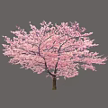 Arbor With Vibrant Pink Blossoms Against Light Blue Sky And Spreading Branches