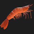 Fresh Raw Orange Striped Shrimp with Long Antennae on Black Background