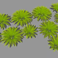 Lush Green Fern Plants With Feathery Leaves For Indoor Home Decor