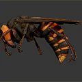 Detailed Wasp Closeup With Orange Head Black Orange Striped Body Wings On Dark Background