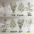 Various Arbor Trees With Green Foliage And Decorative Stones In Landscape