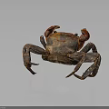 Reddish Brown Crab Showing Detailed Claws And Legs Against Gray Background