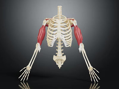 3D Human Skeleton Model Displaying Muscle Tissue Attachments On Thoracic And Arm Bones 3d model