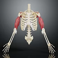 3D Human Skeleton Model Displaying Muscle Tissue Attachments On Thoracic And Arm Bones 3d model