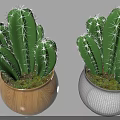 Bonsai Potted Plants Green Cactus With White Thorns In Wooden And Gray Grid Pots
