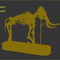 Modern skeleton animal skeleton skeleton elephant fossil 3d model