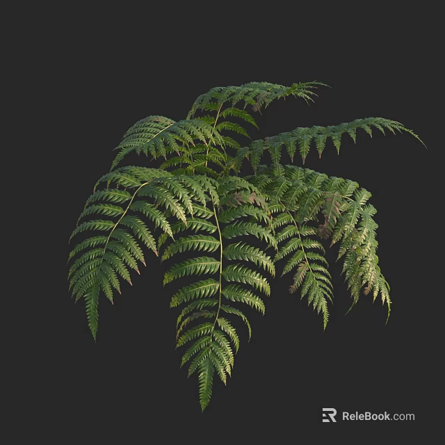 Lush Green Fern Plant With Feathery Fronds And Vibrant Foliage Against Dark Background 3d model 