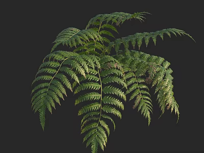 Lush Green Fern Plant With Feathery Fronds And Vibrant Foliage Against Dark Background 3d model
