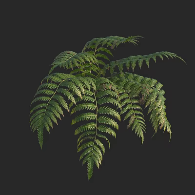Lush Green Fern Plant With Feathery Fronds And Vibrant Foliage Against Dark Background 3d model