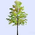 Vibrant Arbor With Green And Yellow Leaves On Tall Straight Trunk Against Light Blue Background