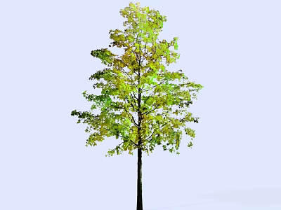 Vibrant Arbor With Green And Yellow Leaves On Tall Straight Trunk Against Light Blue Background 3d model