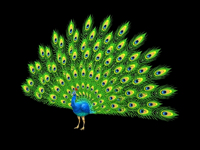 Modern Peacock Open Screen 3d model