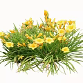 Vibrant Yellow Flowers With Lush Green Grass In Natural Cluster