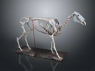 Life Size Horse Skeleton Model Medical Educational Equipment for Anatomical Teaching Aid 3d model