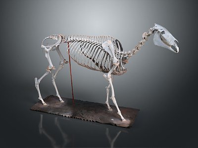 modern skeleton horse skeleton horse skeleton animal skeleton 3d model