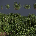 Lush Green Shrubs Different Types With Foliage For Landscaping And Gardens