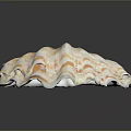 Giant Clam Shell Displaying Vibrant Colorful Patterns And Layered Natural Structure