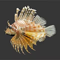 Vibrant Striped Lionfish With Fan Like Fins On Dark Background And Reflection