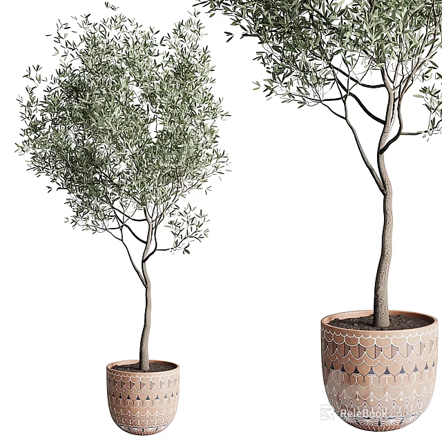Potted Bonsai Olive Trees In Decorative Patterned Ceramic Planters 3d model