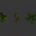 Three Different Green Plants With Hanging And Bushy Foliage On White Background