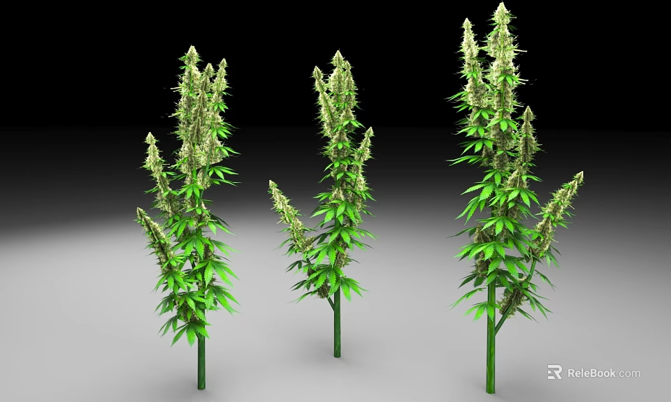 Three Tall Green Cannabis Plants With Leafy Branches And Buds 3d model 