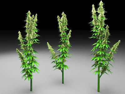 Three Tall Green Cannabis Plants With Leafy Branches And Buds 3d model