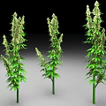 Three Tall Green Cannabis Plants With Leafy Branches And Buds