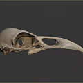 Bird Skull Anatomical Structure With Long Beak Smooth Surface And Dark Background Reflection 3d model