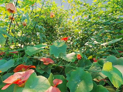 Lush Green Bush With Red Flowers And Shiny Leaves In Sunlit Garden 3d model