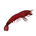Fresh Red Aquatic Animal Shrimp Isolated On White Background Closeup Shot
