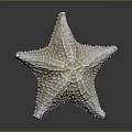 Light Colored Starfish Marine Animal With Textured Surface And Reflection On Dark Background 3d model