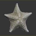 Modern starfish mollusk 3d model