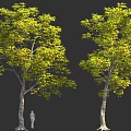 Two Green Leafy Trees With Human Figure For Size Comparison In Natural Scene