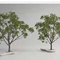 Two Lush Arbor Trees With Green Foliage And White Platform Bases