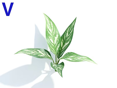 Fresh Variegated Plant With Green Leaves And White Patterns On White Background 3d model