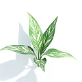 Fresh Variegated Plant With Green Leaves And White Patterns On White Background