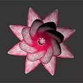 Pink Striped Lotus Flower With Vibrant Petals On Dark Reflective Surface