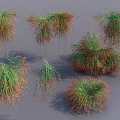 Green And Red Foliage Garden Shrubs With Various Natural Shapes And Soft Shadows