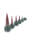 Tall Pink Flowering Shrub With Spiked Blooms Slender Green Leaves And Multiple Stems