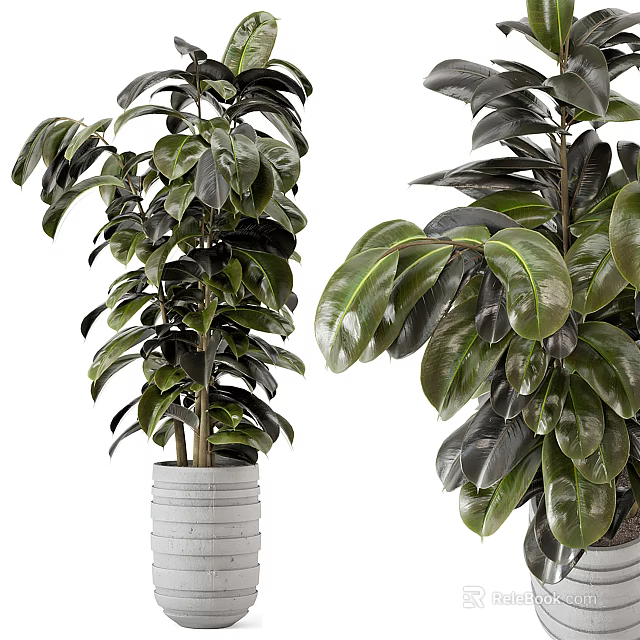 Lush Green Potted Plants with Large Leaves in White Pot for Indoor Decoration 3d model 