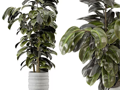Lush Green Potted Plants with Large Leaves in White Pot for Indoor Decoration 3d model