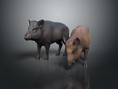 Two Black and Brown Wild Boars Standing Side by Side on Reflective Floor 3d model
